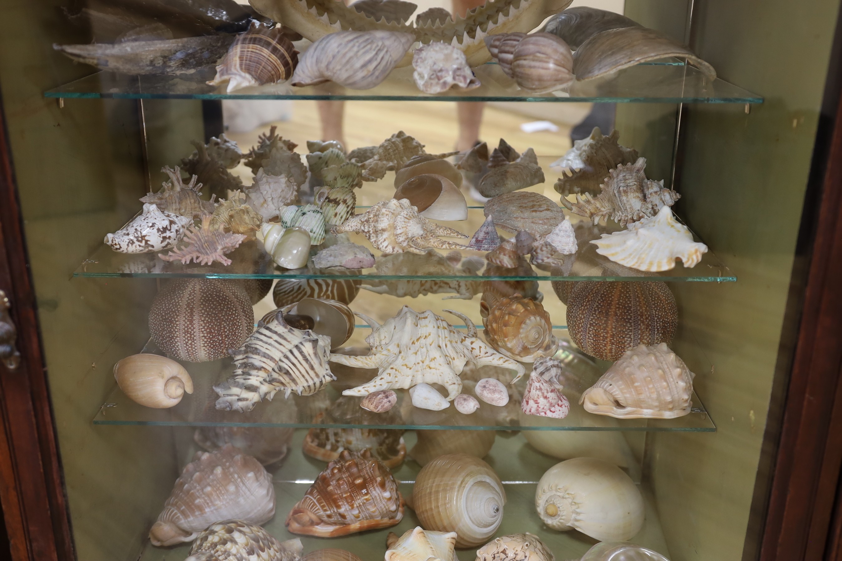 A collection of shells, corals, and other marine specimens in an early 20th century wood cabinet, 82 cm high, 185 cm wide, 38 cm deep